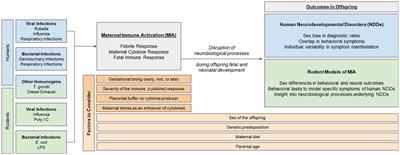 Maternal immune activation as an epidemiological risk factor for neurodevelopmental disorders: Considerations of timing, severity, individual differences, and sex in human and rodent studies